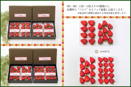 数量限定いちご 先行予約いちご 定期便いちご 2・3・4月発送 奈良県特産 高級ブランドいちご「古都華」旬の３ヶ月定期便    いちご イチゴ 古都華 フルーツ 果物 旬 限定 ブランド 定期便