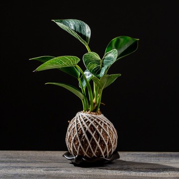 鉑金蔓綠絨苔球 苔球植物 苔玉 適合室內植物 辦公室植物 交換禮