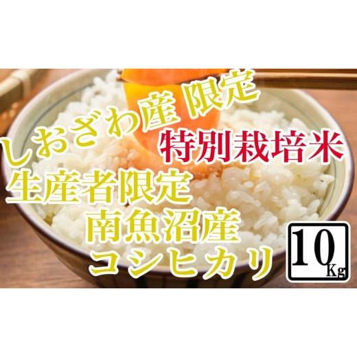 ふるさと納税 新潟県 南魚沼市 特別栽培 しおざわ産限定 生産者限定 南魚沼産コシヒカリ