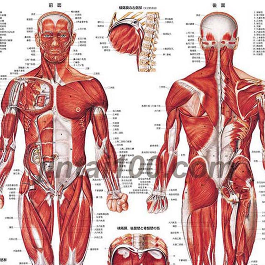 「骨格筋」医学ポスター デスクサイズポスター  人体解剖学図ポスター 医学チャート