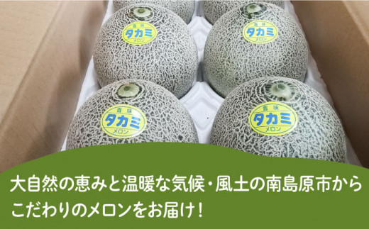 先行予約！タカミメロン 1玉 (約1kg)   メロン 南島原市   南島原果物屋 [SCV005]