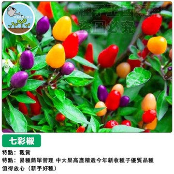 七彩椒種子 彩虹辣椒種子 觀賞辣椒 盆栽 室內陽台 可食用 五彩椒 幸運彩椒 迷你辣椒 居家園藝 新手易種 盆栽種子