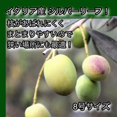 オリーブ様　8-20 Plants Arrival Information: 創樹オリーブ size7(Replanting