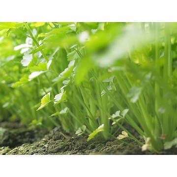 【拈花微笑】青芹菜｜種子｜5g｜非基因改造種子｜蔬菜｜蔬果｜有機無毒｜高發芽率