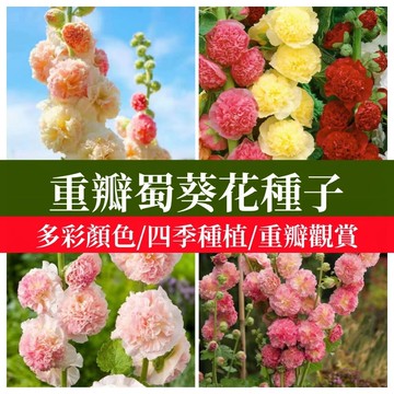 佳美 🌸重瓣復色蜀葵花種子 蜀葵種子多年生庭院易活一丈紅觀賞花卉花海種子草花種子陽台庭院盆栽 花卉盆栽 觀賞花 濃香花卉