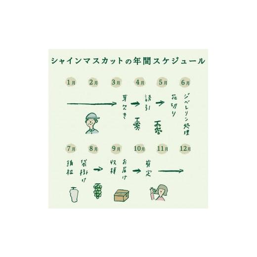 ふるさと納税 山梨県 富士吉田市 ジューシー で 甘さ 抜群 厳選 シャインマスカット 1kg × 2回配送 山梨県産シャイン…