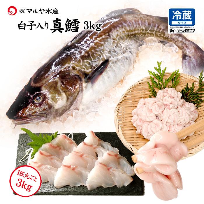 寒たら　※お届け日指定不可　刺身用/生食用　日本海産　3kg　オス　送料無料　真鱈　LINEショッピング　まだら　白子/真たち入り