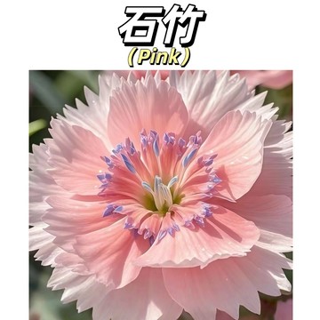 （快速出貨）五彩石竹種子 少女石竹開花超美 多年生耐寒 觀賞性強 陽台盆栽庭院可種 林木花卉種籽