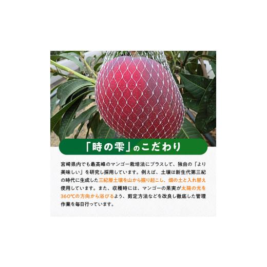 ふるさと納税 宮崎県 川南町 令和６年産 宮崎県産完熟マンゴー「時の雫」２L×２玉【 果物 フルーツ マンゴー 宮崎県産 九州産 完熟マンゴー みやざきマンゴー…