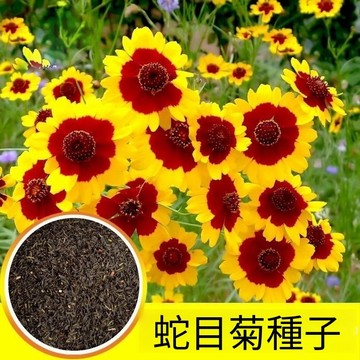 🏵️（蛇目菊種子）新種子現貨（50粒入）多年生蛇目菊種子 崑崙雪菊雙色金雞菊種子 耐寒花卉陽臺盆栽種子 可泡茶