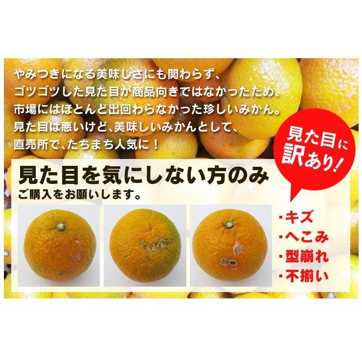 スイートスプリング 熊本産 訳あり ２０kg（10kg×2）  送料無料   九州 熊本 みかん オレンジ 甘い スイート スプリング