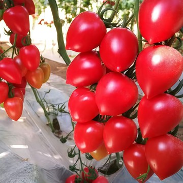 🍅（春桃番茄種子）紅大果西紅柿種子 甜度高多汁高產四季播種 懶人盆栽果菜蔬菜種子 爆盆好養 高產