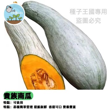 【台灣栗子南瓜種子】東洋南瓜 貴族南瓜 日本種子 蜜本南瓜 金絲南瓜 香甜鬆軟 家庭菜園 陽台盆栽 種植容易 豐收滿滿