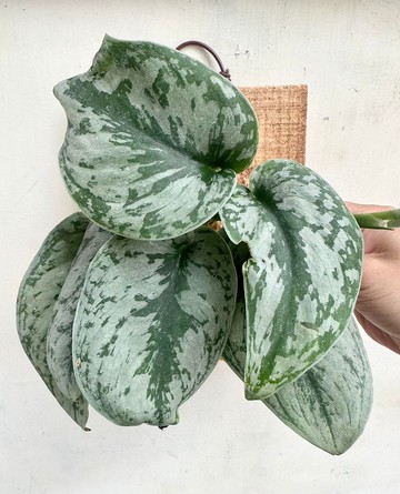 【銀斑葛】植物上板 開幕 生日禮物 觀葉植物 室內植物 開幕送禮