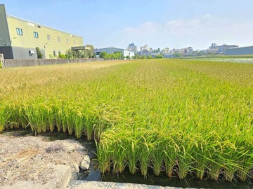 花壇車站旁方正都內田｜彰化縣花壇鄉花壇段