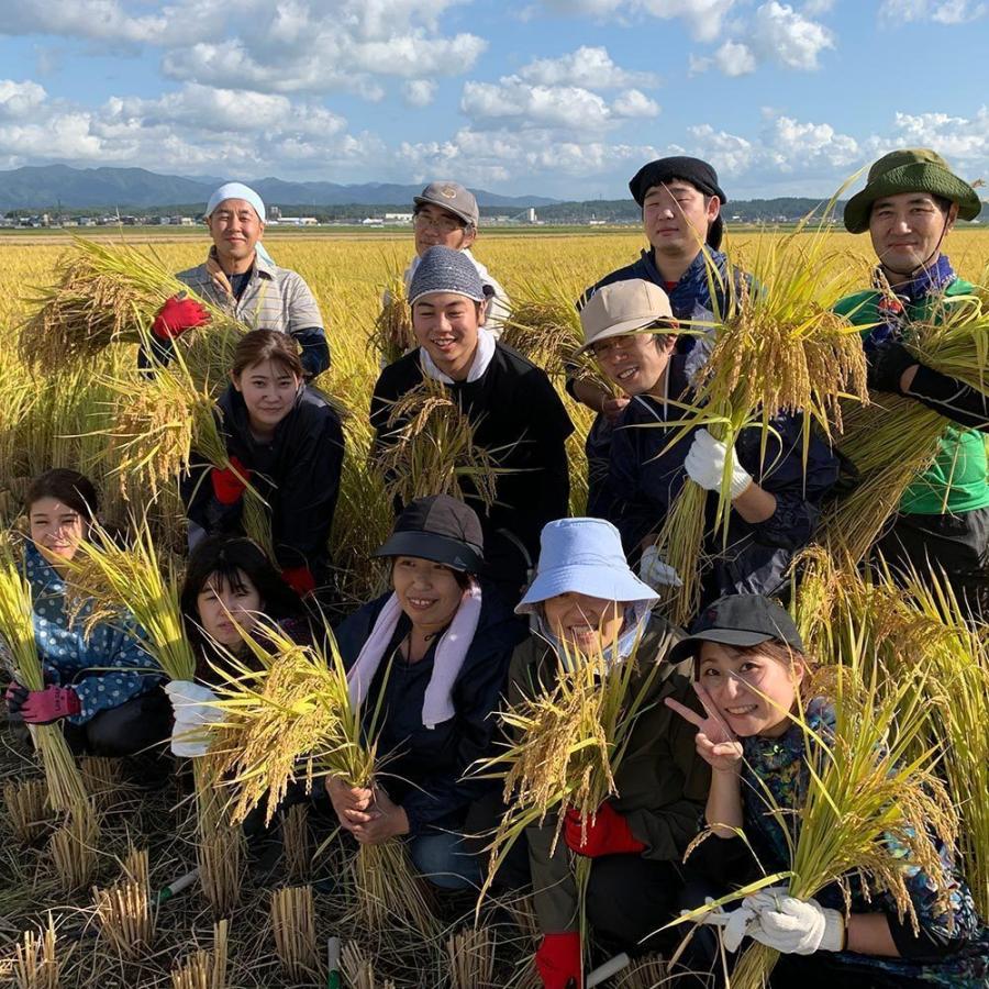 新米 米 お米 米10kg セット 食べ比べ （ 秋田県産 ミルキークイーン 5kg  新潟県産 こしひかり 5kg ）白米 精米 令和5年産 古代米お試し袋付き