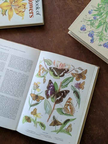 蝴蝶&毛毛蟲圖鑑