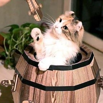賽先生科學工廠｜Cat barrel 瘋狂貓咪桶 (貓咪玩具屋)
