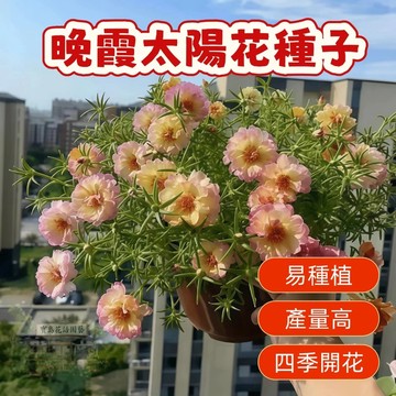 🌹 晚霞太陽花種子  四季種植 稀有重瓣 四季播種松葉牡丹易活開花不斷室內外陽臺種植 觀賞花卉種子 超低價