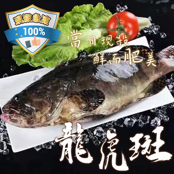 【帥哥魚海鮮】台灣肥嫩龍虎石斑4尾組(單尾殺清前600g)