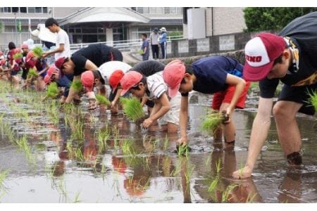  えびの産 ひのひかり 5kg×6ヶ月 合計30kg