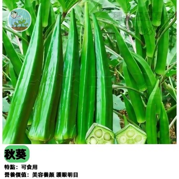 【陽台盆栽】水果秋葵種子 黃秋葵 角豆種子 羊角豆 有機蔬菜 家庭菜園 清脆多汁 四季可種 台灣現貨 居家種植