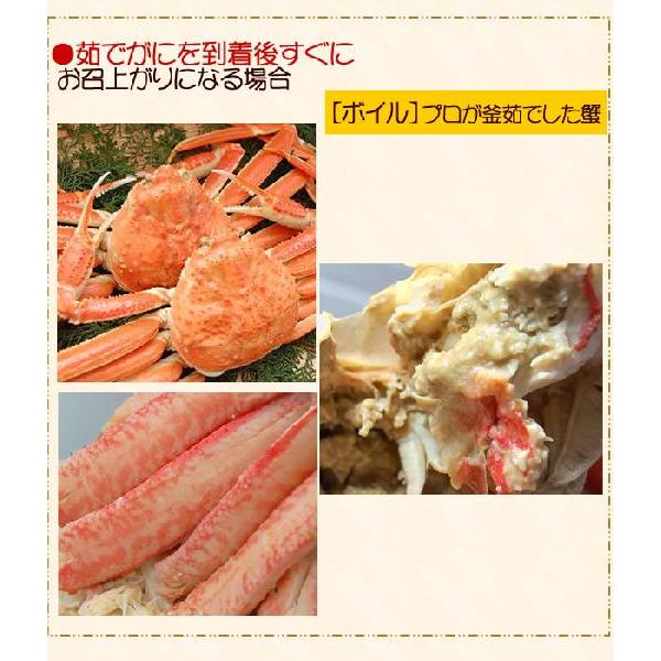 （送料無料）足１本落ち・松葉がに　特大　1.0-1.2kg前後　タグ付き（浜坂産）（松葉ガニ 松葉蟹 松葉かに）（わけあり 訳あり）