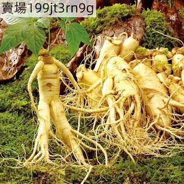 現貨🐸人參種子（100粒）四季種植  長白山人參種子 今年新種 發芽率99% 滋補人參野山參種子 四季陽臺盆栽庭院種