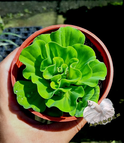 沒有盆子 沒有土 漂浮水生植物 玫瑰水芙蓉 活體室外植物繁殖很快推薦 Yahoo奇摩超級商城 Line購物