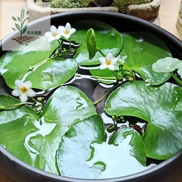 青禾園藝（一葉蓮種子）水培蓮花 四季種植花卉種子水培袖珍小盆栽好開的蓮花桌上綠植假山雨林缸造景種子