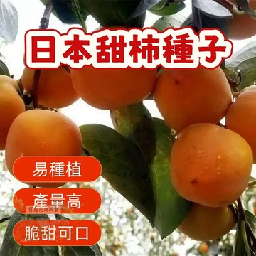 🔥（日本甜柿子種子） 當季新籽 發芽率高 新手易種植 營養豐富 脆甜可口 長勢較快 陽台庭院盆栽#超優惠