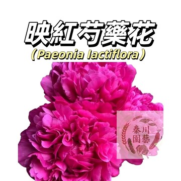 台灣現貨（映紅芍藥花種子 SY-38）濃香型~玫紅色係重辦多年生觀賞花卉耐熱大花型庭院陽台盆栽非牡丹四季可種植#花卉種籽