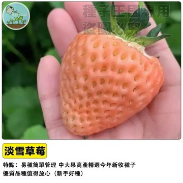 淡雪草莓種子 白色草莓苗 日本品種 白寶石草莓 粉白果實 陽台盆栽 室內可種 四季開花 香氣濃郁 自種樂趣 台灣適用