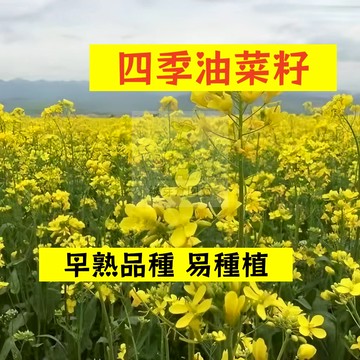 🌱早熟高產 四季油菜籽種籽YCZ-1 適應力強 早熟品種 抗病性強生長勢快 油麻菜籽 油菜花 易種植高產陽台盆栽蔬菜種子