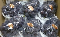辻葡萄園 の  ニュー ピオーネ ご家庭用  約5kg 岡山県産 ぶどう 葡萄 果物 フルーツ 2023年