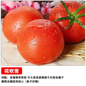 日本花吹雪番茄種子 武藏西紅柿 台灣現貨 豐收盆栽 爆多果 陽台菜園 家庭種植 食用小番茄 鮮甜多汁 易栽種 新手適用