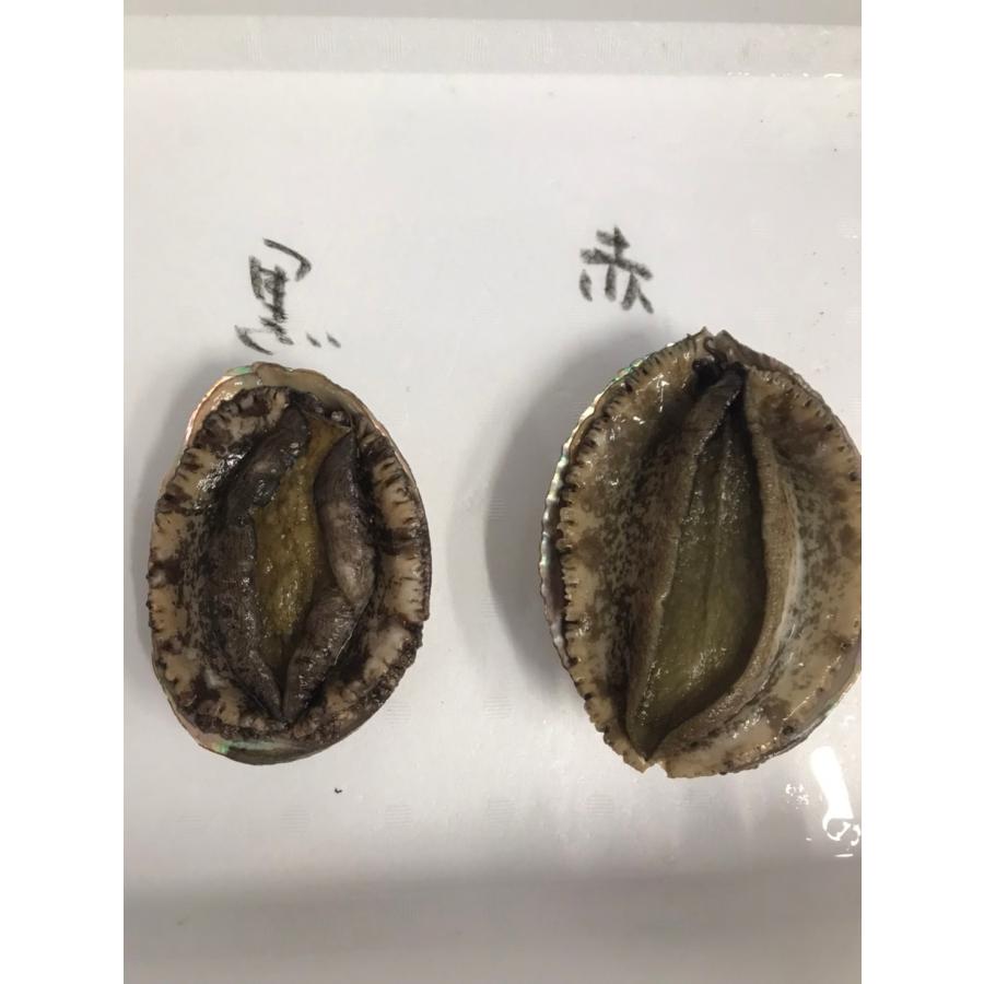 黒アワビ2~5個で400~500g サザエ8~12個で900~1000g  愛媛 浜から直送 送料無料 北海道・沖縄・東北は別途送料 宇和海の幸問屋