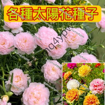 現貨【重瓣太陽花種子】（500粒）花海種子 高發芽率 四季播種 開花不斷 庭院陽臺 盆栽種植 觀賞花卉 種子 超美