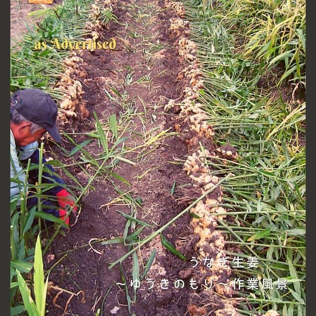 ご飯のお供 マツコ 黄金しょうが 瓶詰 ギフト 食品 お取り寄せ うなぎ生姜 佃煮 ごはんのおとも 父の日 母の日 退職 プレゼント お返し お歳暮 中元 見舞 2022