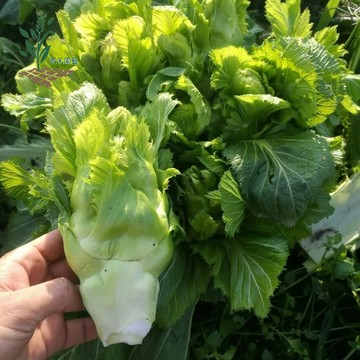 青禾園藝（兒菜種子）當季新種 🥬四季播種 營養豐富 脆嫩可口 陽台庭院盆栽 新手易種植 產量高 蔬菜種子 #農家自留種