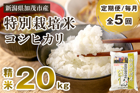 新潟県加茂市産 特別栽培米コシヒカリ 精米20kg（5kg×4）白米 従来品種コシヒカリ 加茂有機米生産組合 定期便 定期購入 定期 コシヒカリ 新潟県産コシヒカリ 米 お米