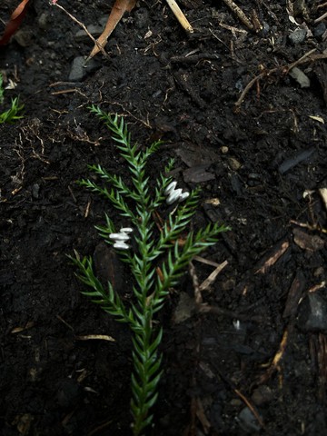 KUÂN KUÂN 綠植系列 種子堆疊耳環 純銀