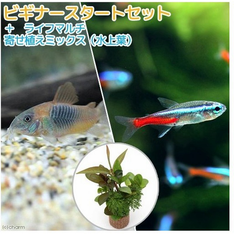 熱帯魚 水草 ビギナースタートセット ネオンテトラ １０匹 コリドラス ベネズエラオレンジ ２匹 北海道航空便要保温 通販 Lineポイント最大0 5 Get Lineショッピング