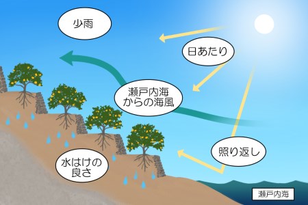 大崎下島産 栽培期間中農薬不使用 瀬戸内レモン 10kg