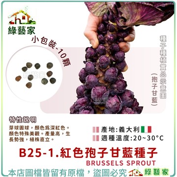 【綠藝家】B25-1.紅色孢子甘藍種子10顆(紫色抱子甘藍) 紫色孢子甘藍 蔬菜種子 種子 球芽甘藍 結球種子 結球類
