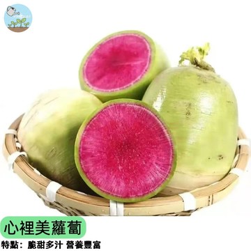 🥕【切開是驚喜彩虹】心裡美蘿蔔種子 水果型蘿蔔 外綠內紅 可生吃涼拌 清脆多汁 家庭菜園 陽台盆栽 四季播種 台灣現貨