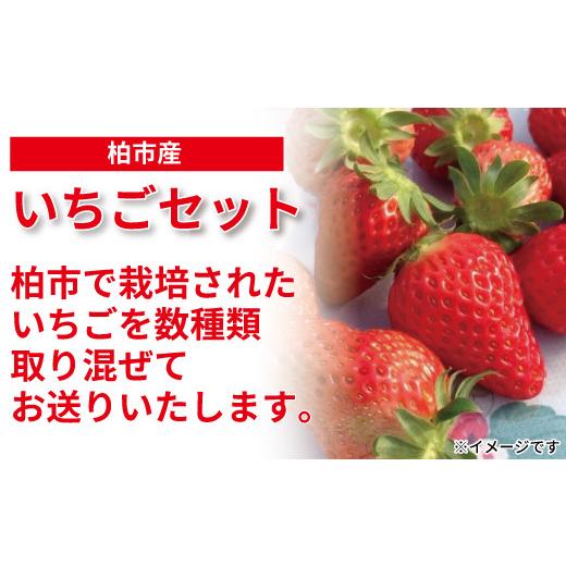 ふるさと納税 千葉県 柏市 柏市場直送いちごセット