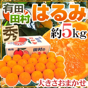 和歌山有田・田村産 ”はるみみかん” 秀品 約5kg 大きさおまかせ 送料無料