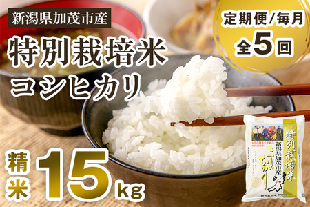 新潟県加茂市産 特別栽培米コシヒカリ 精米15kg（5kg×3）白米 従来品種コシヒカリ 加茂有機米生産組合 定期便 定期購入 定期 コシヒカリ 新潟県産コシヒカリ 米 お米