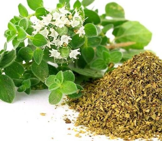 俄力岡香菜 Oregano Leaves 100gm